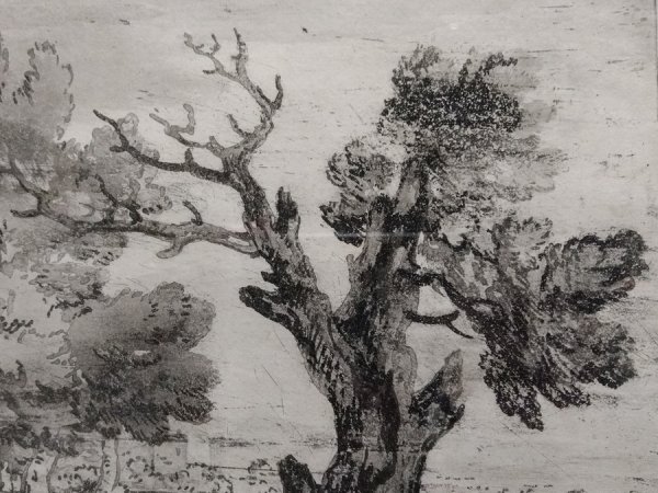 Гейнсборо упавшее дерево