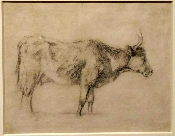 Гейнсборо бультерьер