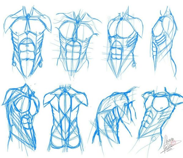 Мужской торс для рисования