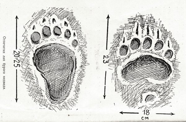 Размер следа медведя
