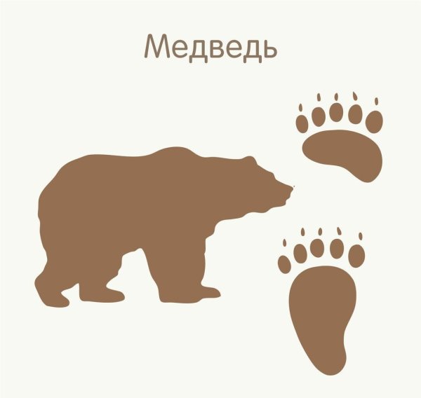 Следы диких животных