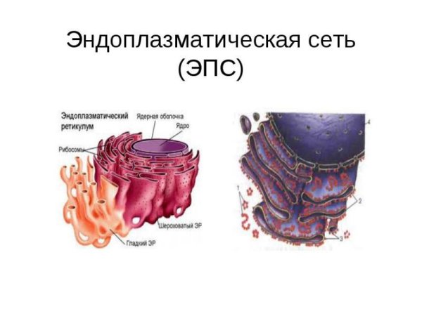 Гладкая эндоплазматическая сеть в клетке