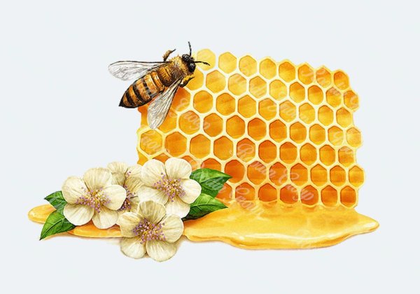 Фон с сотами и пчелами