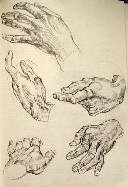 Кисть руки анатомия Баммес