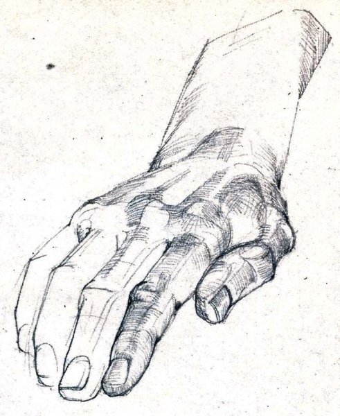 Кисть руки анатомия Баммес