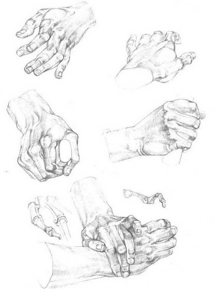 Кисть руки анатомия Баммес