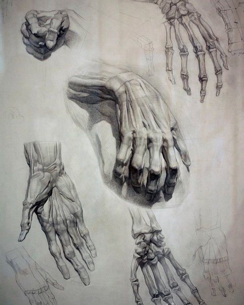 Скелет руки Баммес