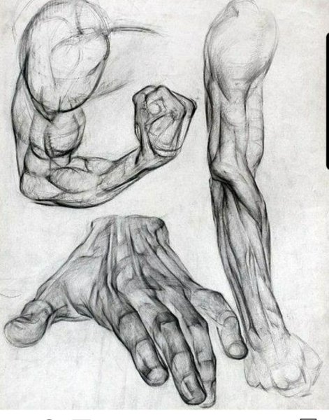 Экорше мышц руки