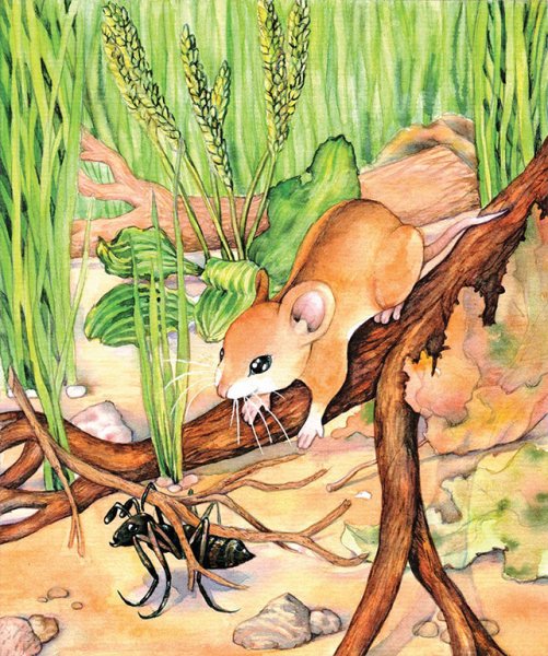 Храбрый мышонок рисование в средней группе