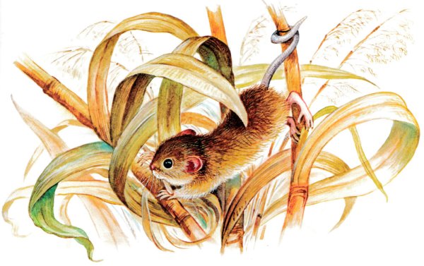 Бианки мышонок пик в кустах