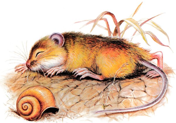 Бианки мышонок пик иллюстрации