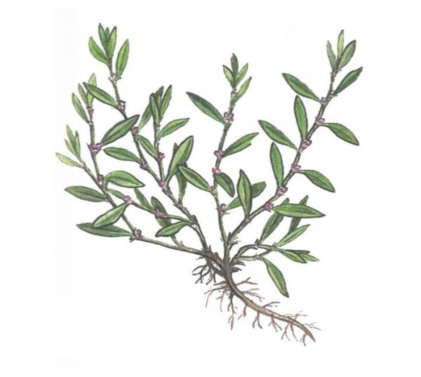 Птичья гречишка гречишка