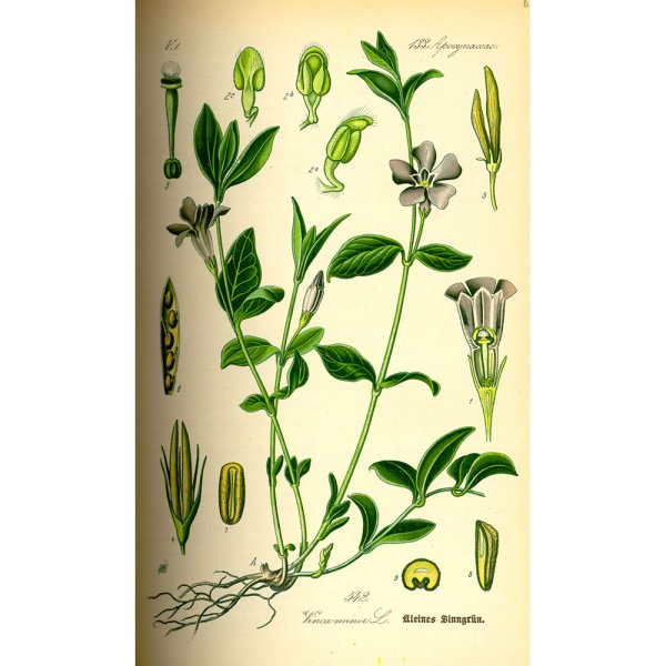 Растение Птичья гречишка