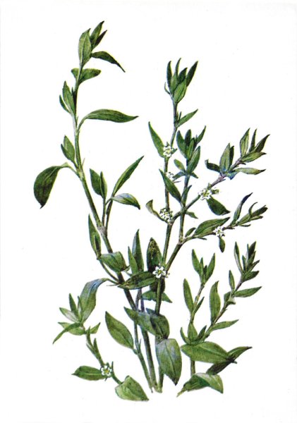 Горец птичий спорыш