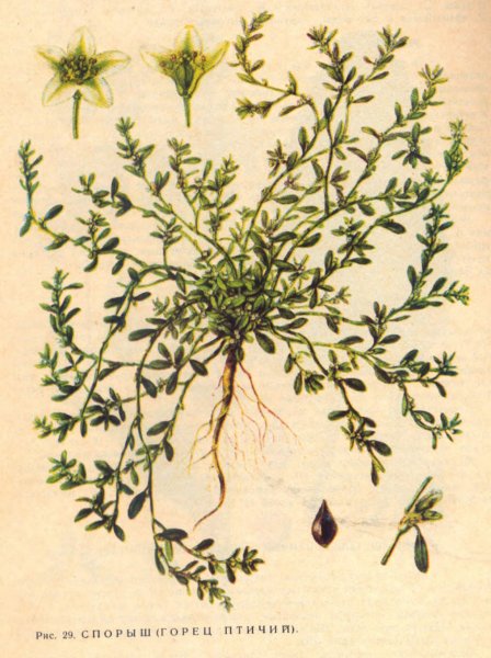 Горец птичий спорыш рисунок
