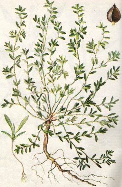 Polygonum aviculare