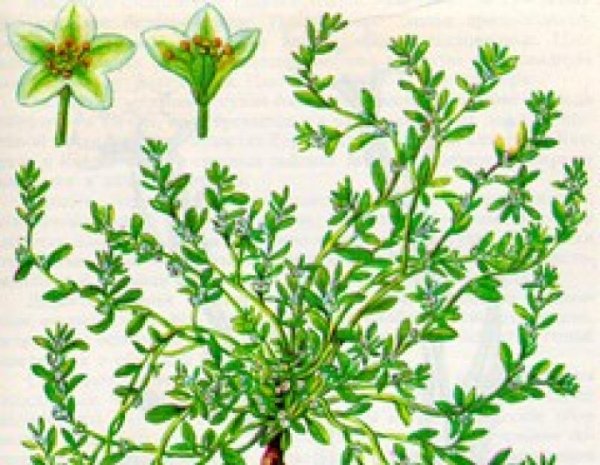 Горец птичий спорыш Фармакогнозия