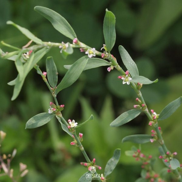 Атлас определитель Птичья гречишка