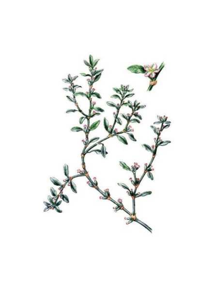 Горец птичий листорасположение