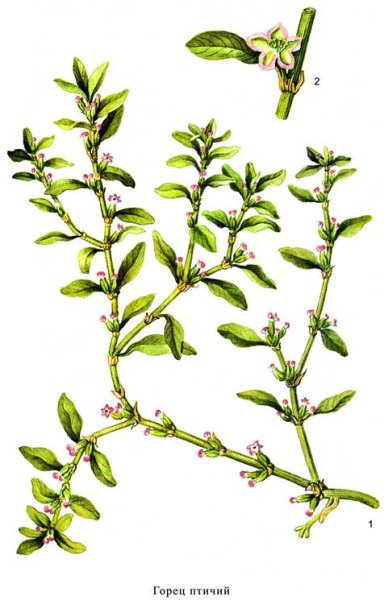 Горец птичий ботаника