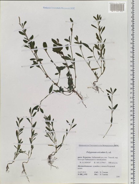 Горец птичий (Polygonum aviculare)