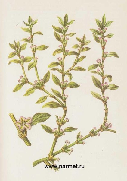 Polygonum aviculare