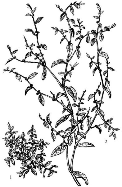 Горец птичий спорыш Фармакогнозия