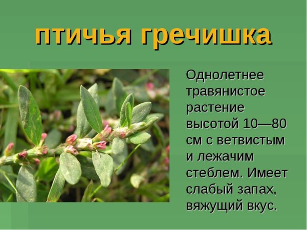Трава горца птичьего(спорыша) - herba polygoni avicularis