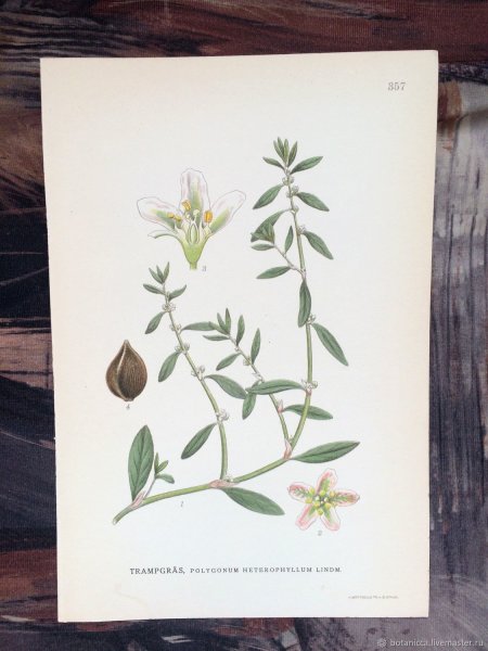 Раструб у горца птичьего