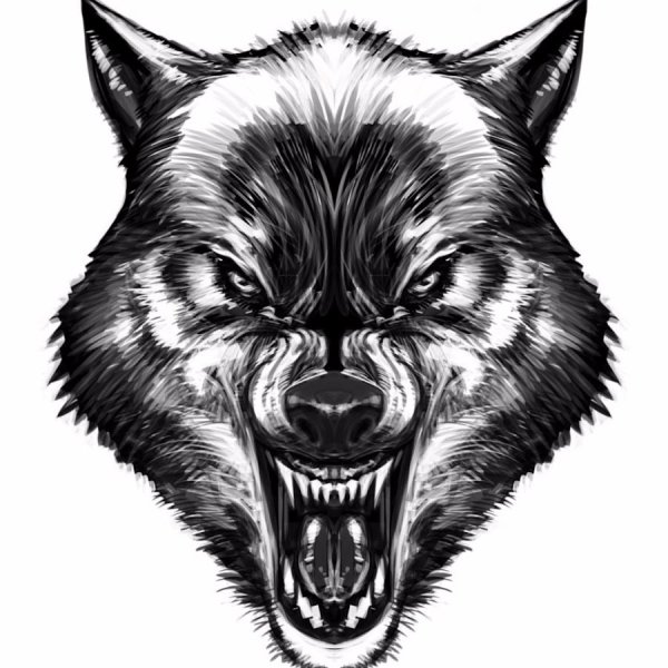 Волчий оскал тату эскизы