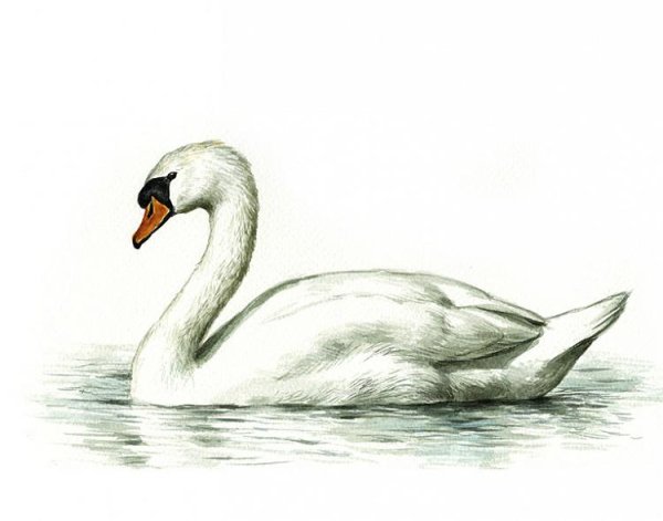 Лебедь шипун рисунок