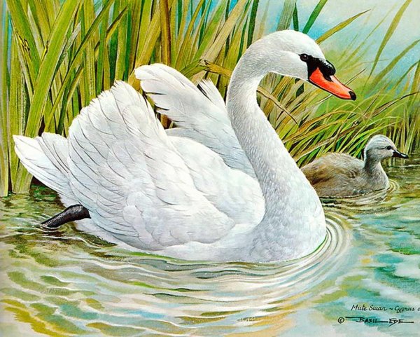 Лебеди живопись