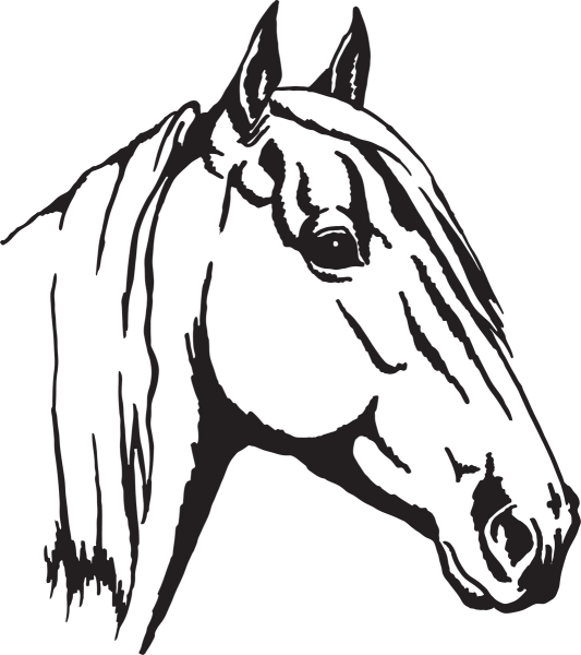 Голова лошади рисунок карандашом