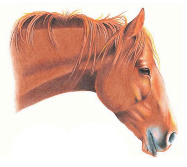 Голова коня