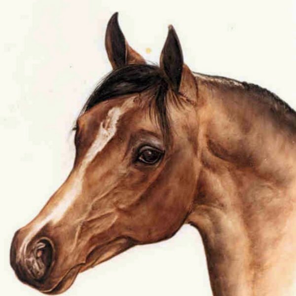 Профиль лошадиной головы