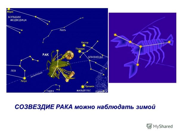 Рак«мое зодиакальное Созвездие»