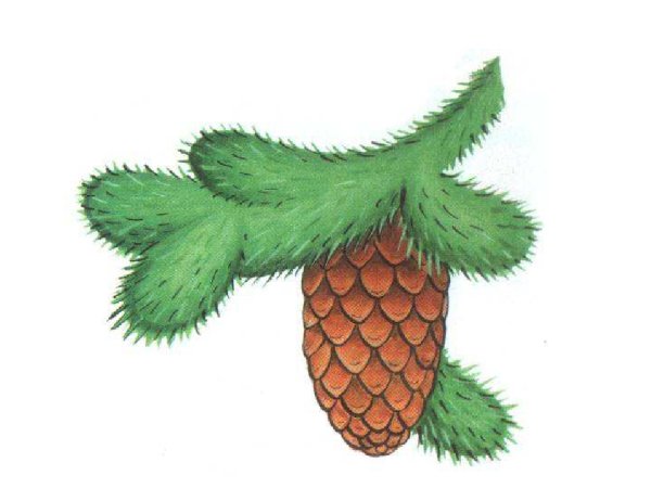 Шишки рисунок