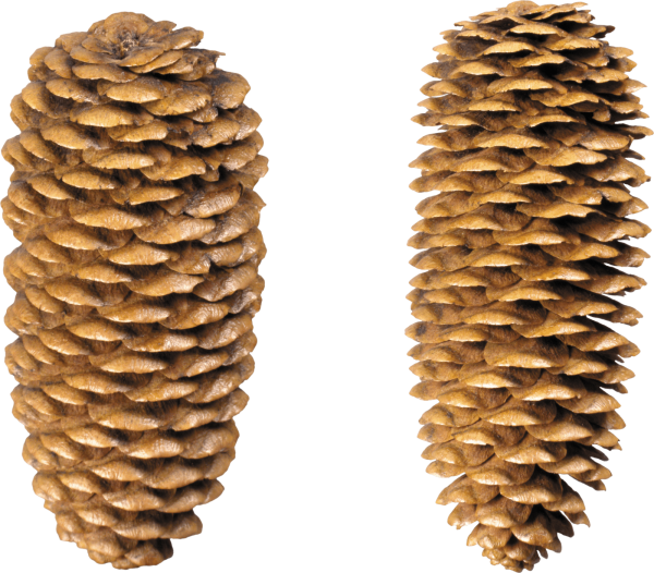 Нарисовать шишку