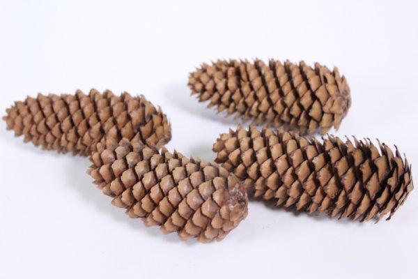 Шишка мультяшный