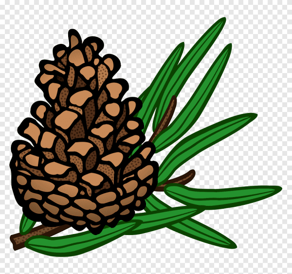 Шишки раскраска для детей