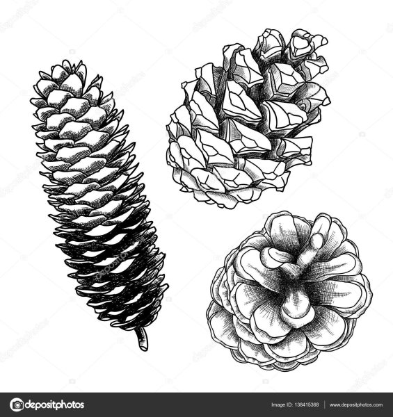 Шишки раскраска для детей