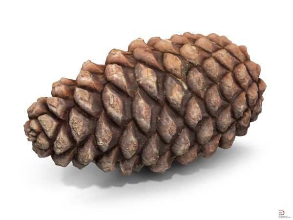 Еловые шишки рисунок