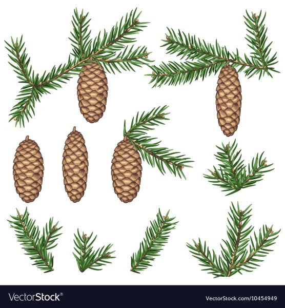 Шишка акварелью