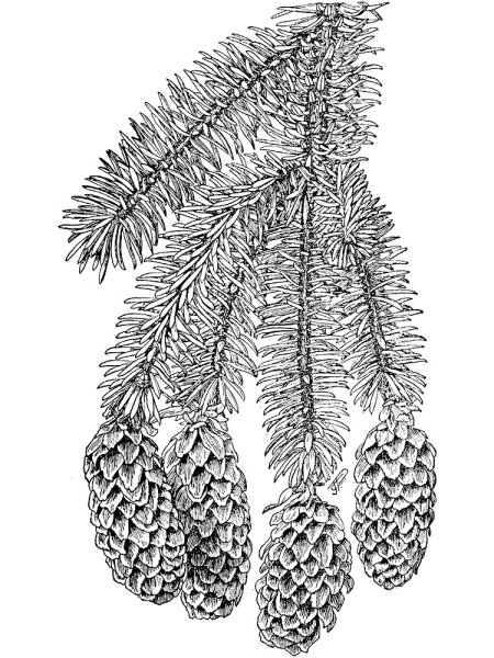 Семейство сосновые Pinaceae