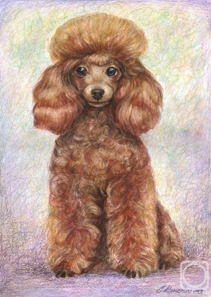 Пудель карликовый цветной