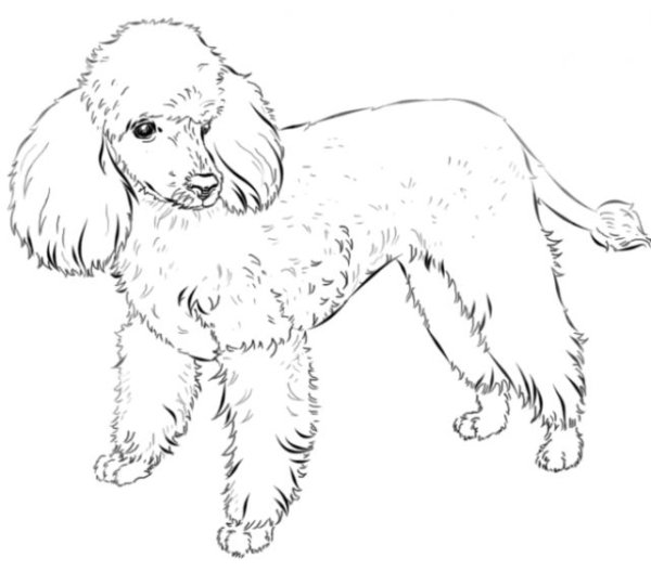 Карликовый пудель рисунок