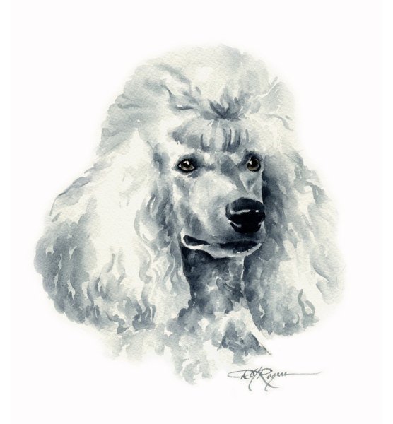 Королевский пудель раскраска