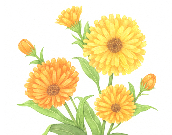 Календула Ботаническая иллюстрация