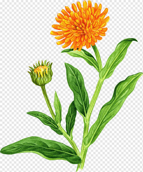 Calendula officinalis