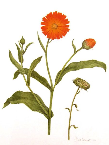 Календула ноготки Фармакогнозия